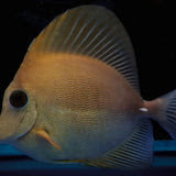 Zebrasoma Desjardinii - Sailfin Tang (IO)