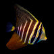 Zebrasoma Veliferum - Pacific Sailfin Tang