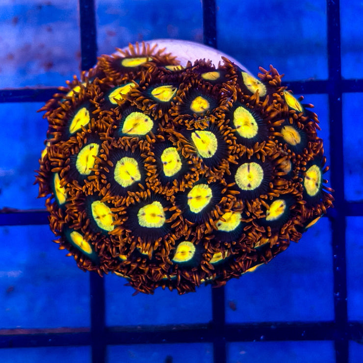 Zoanthus sp. - Zoanthid Coral 2-A