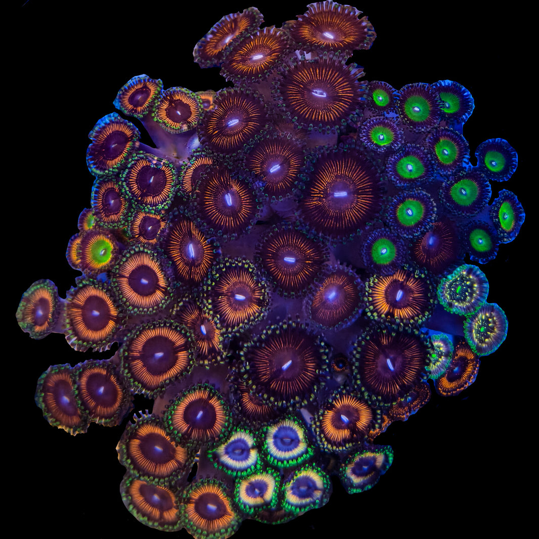 WYSIWYG Zoanthid Garden Coral Marine Concept Supply
