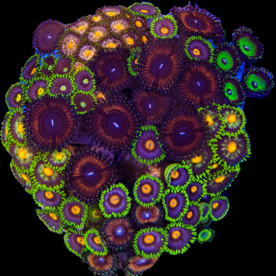 WYSIWYG Zoanthid Garden Coral Marine Concept Supply