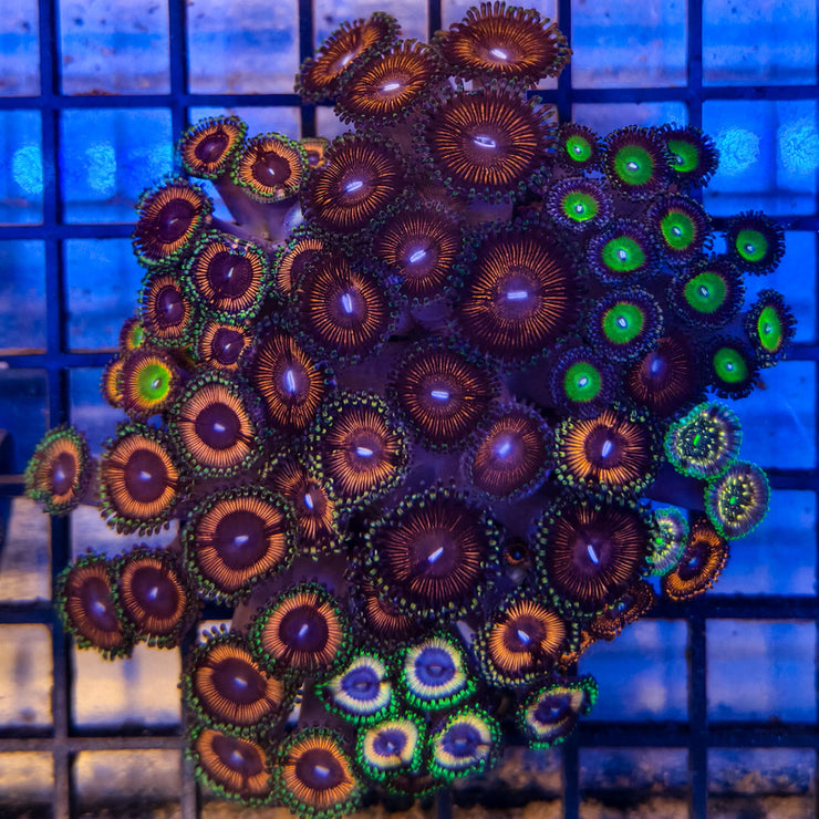 Zoanthussp.-ZoanthidCoral4-A