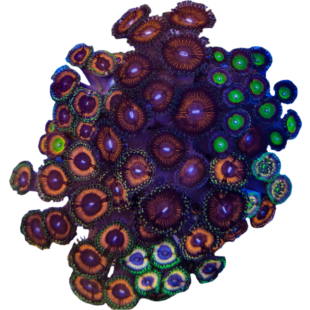 image Zoanthussp.-ZoanthidCoral4-B