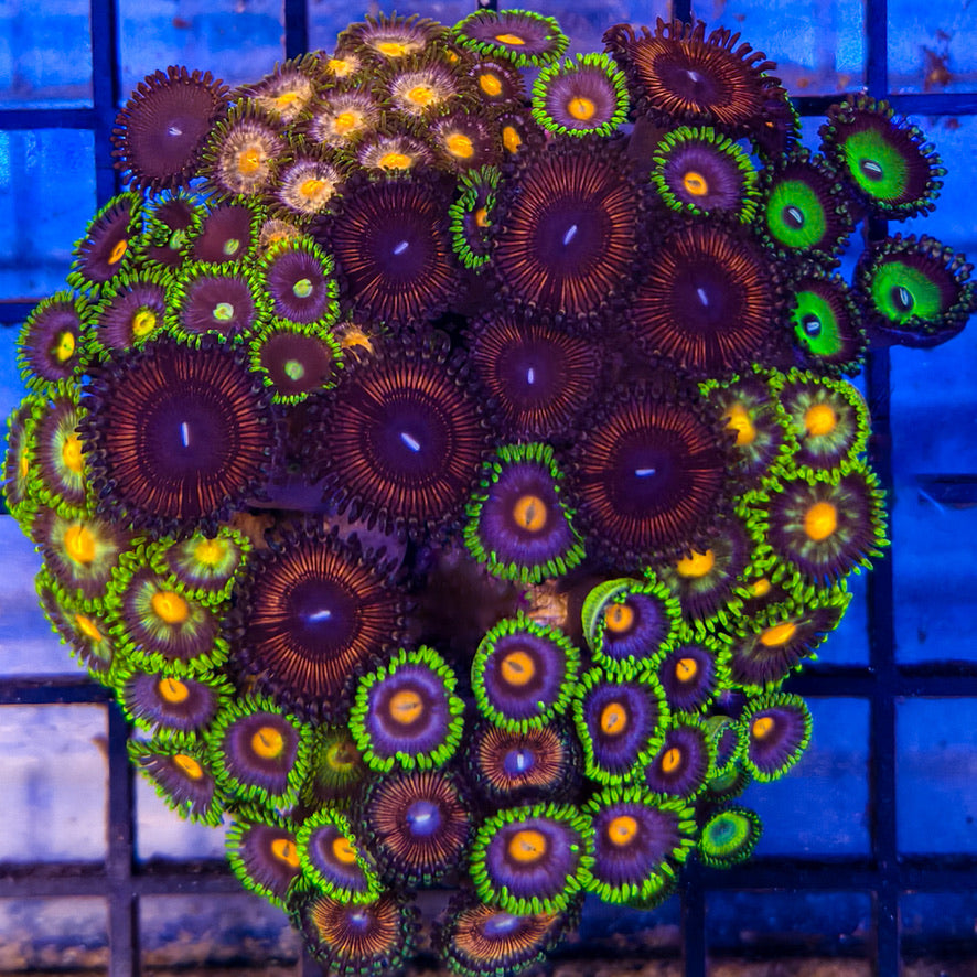 Zoanthussp.-ZoanthidCoral5-A