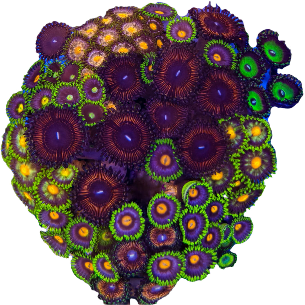 image Zoanthussp.-ZoanthidCoral5-B