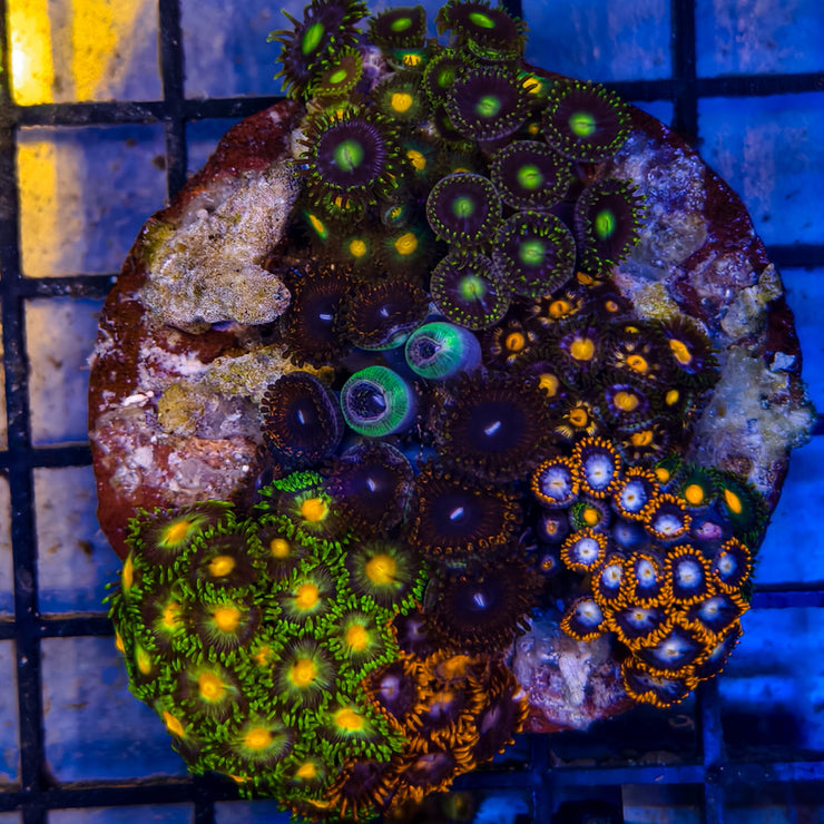 Zoanthussp.-ZoanthidCoralColony1-A
