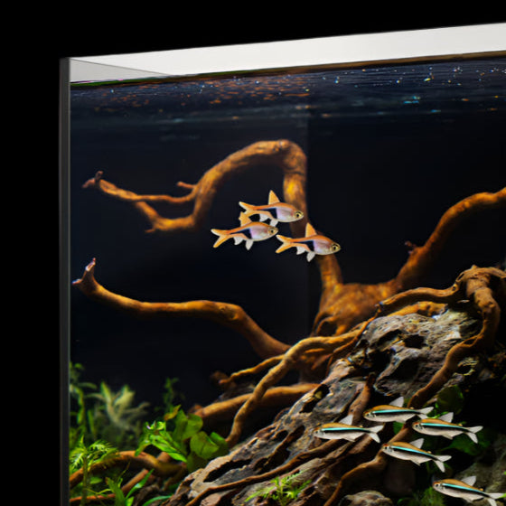 IceCap 4-Gallon Trimless Cube Aquarium
